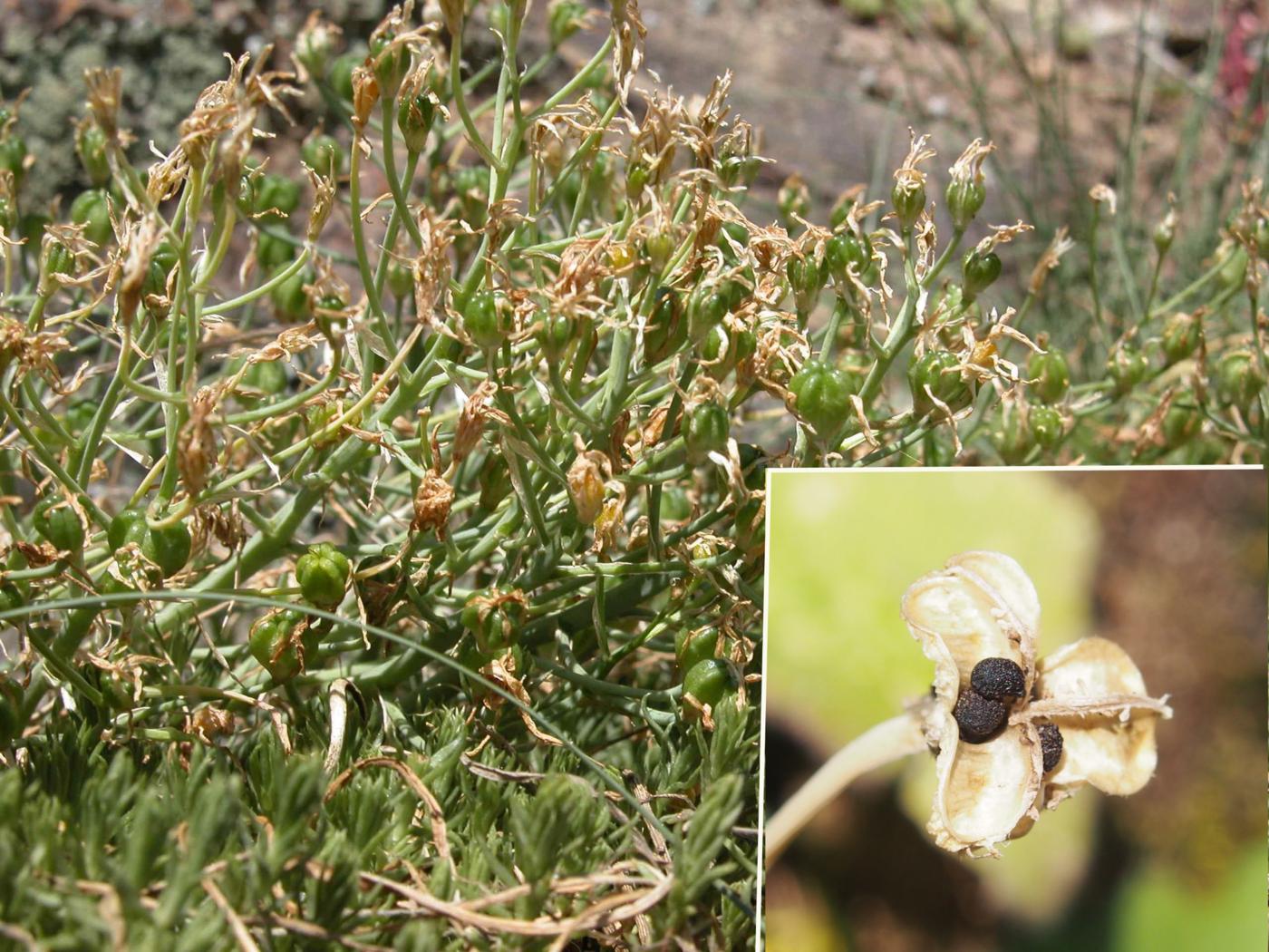 Star-of-Bethlehem fruit